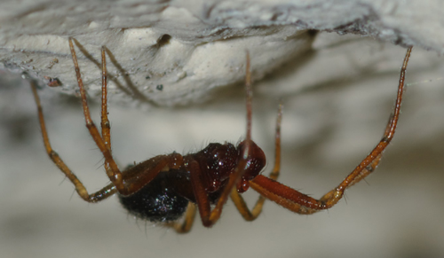 Coppia di Sardinidion blackwalli (Theridiidae)